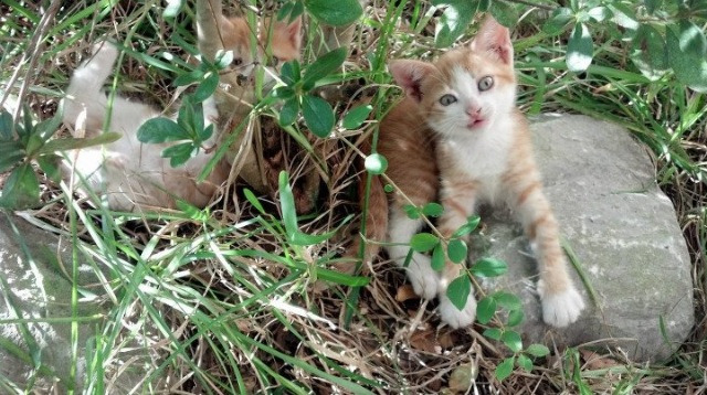 经济领域的国家德比，中国为何能收割希腊的港口