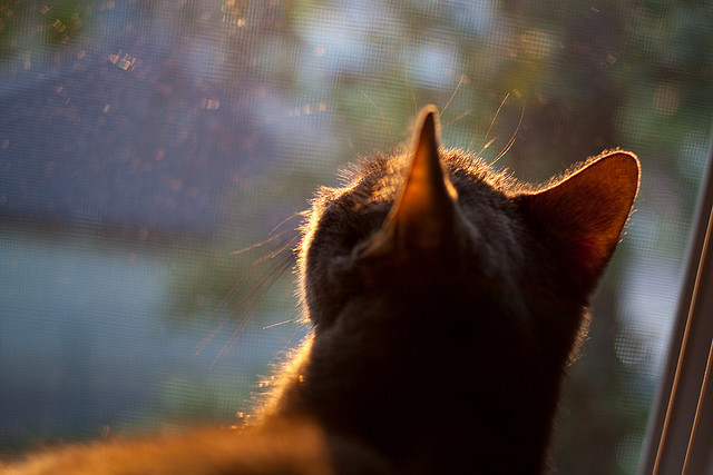 冷血杀手！爱德华兹轰碎广厦防线，力压胡金秋完成灰熊式逆袭