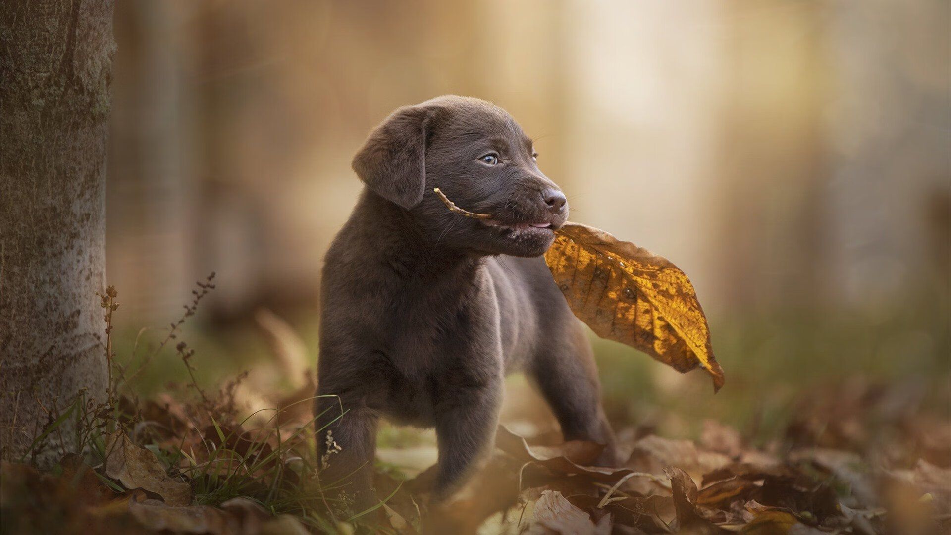 破晓之前，德甲争冠战之夜，那位克莱式的对手完全无解