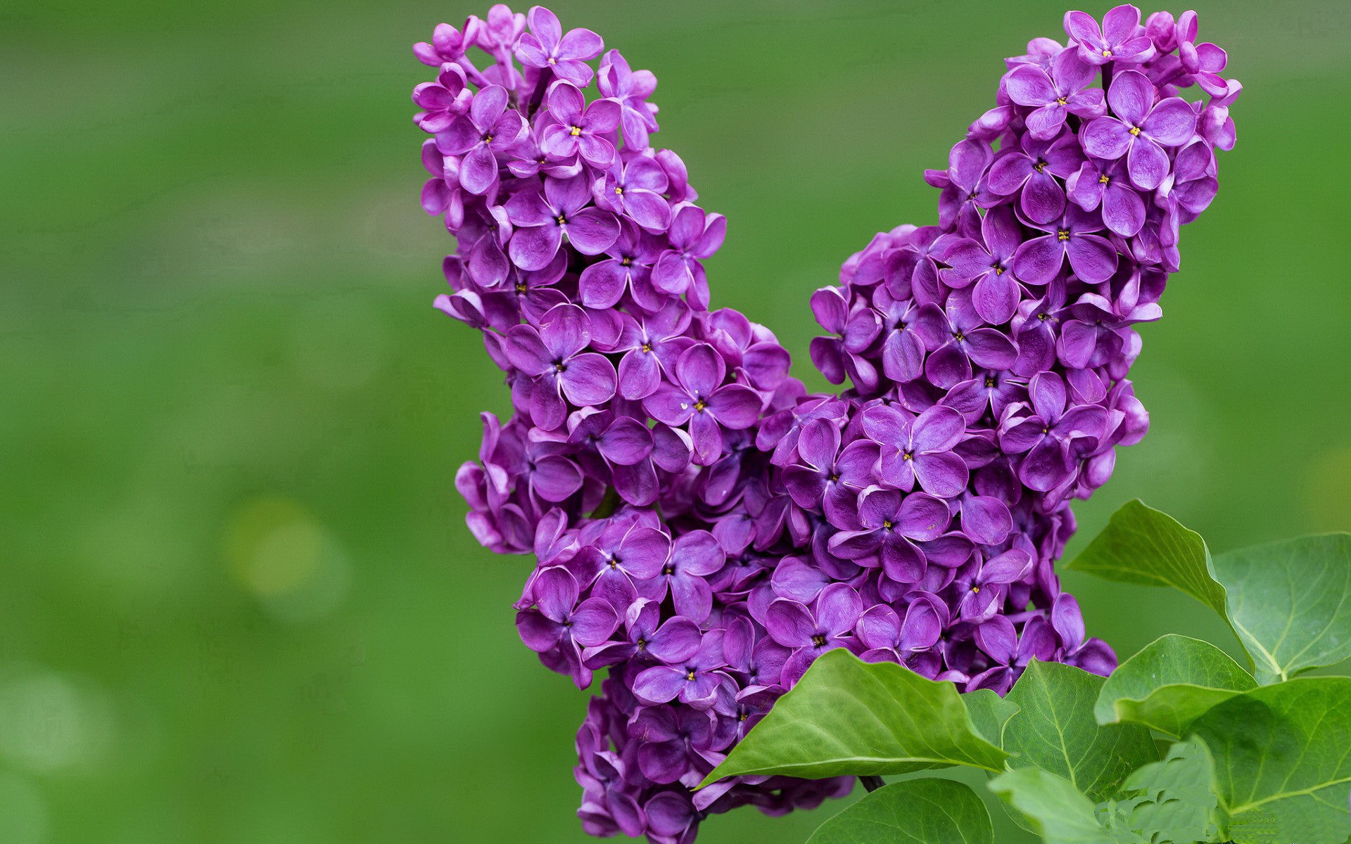 唯一见证，当北京队遇见猛龙，哈登的奇幻里程碑